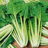 Blitva (lisna repa): kako saditi na otvorenom tlu, raste na prozors...